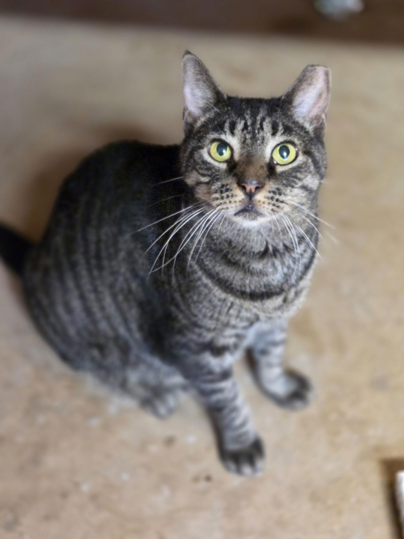 Enlarge Bentley, a Adoptable mixed breed in Magnolia Springs, AL image 1/3