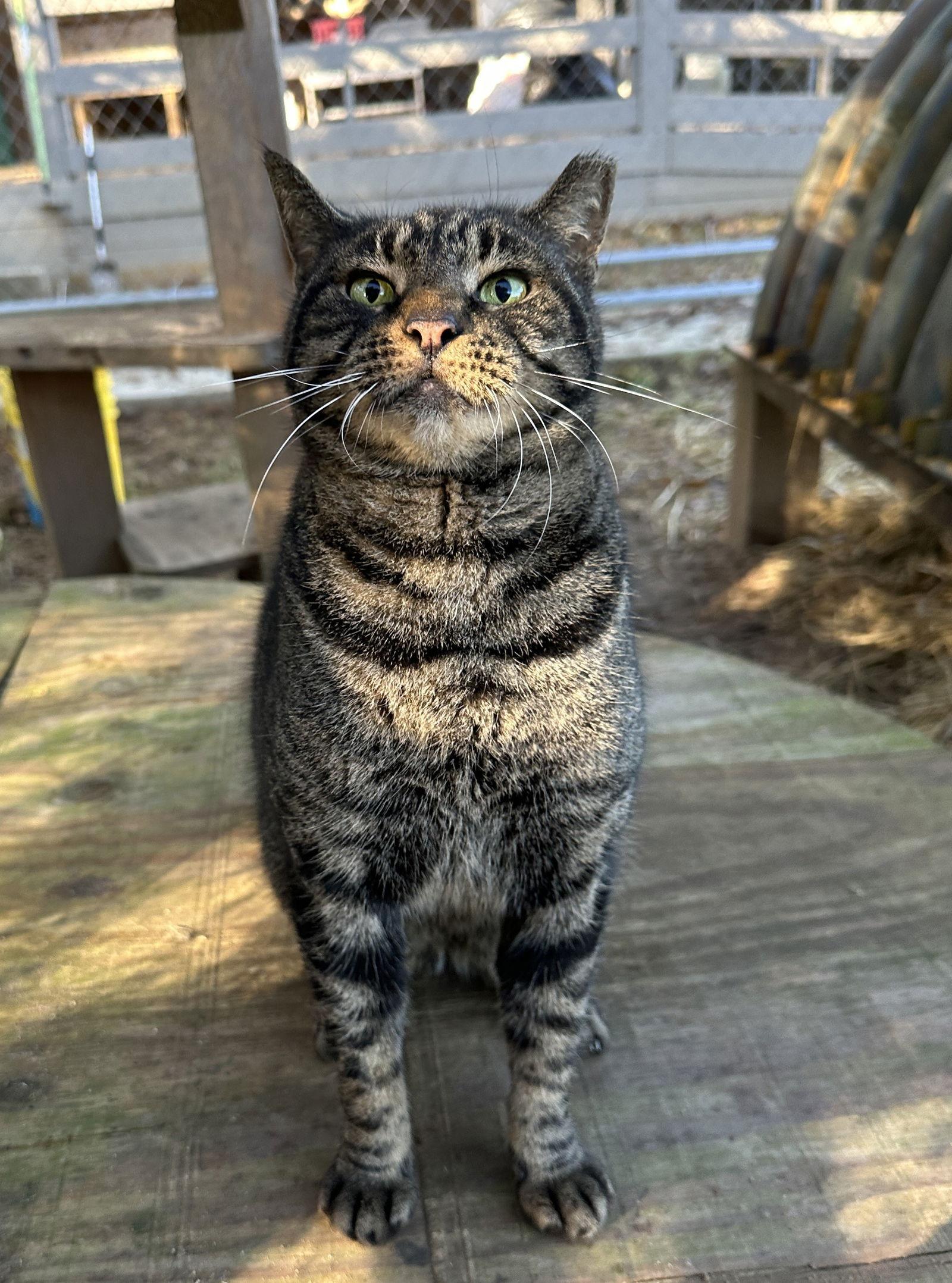 Enlarge Bentley, a Adoptable mixed breed in Magnolia Springs, AL image 3/3