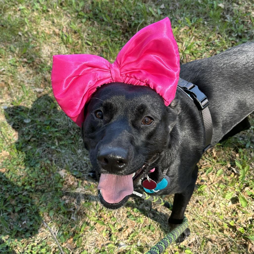 Enlarge Lola, a Adoptable mixed breed in Shawnee, KS image 1/6