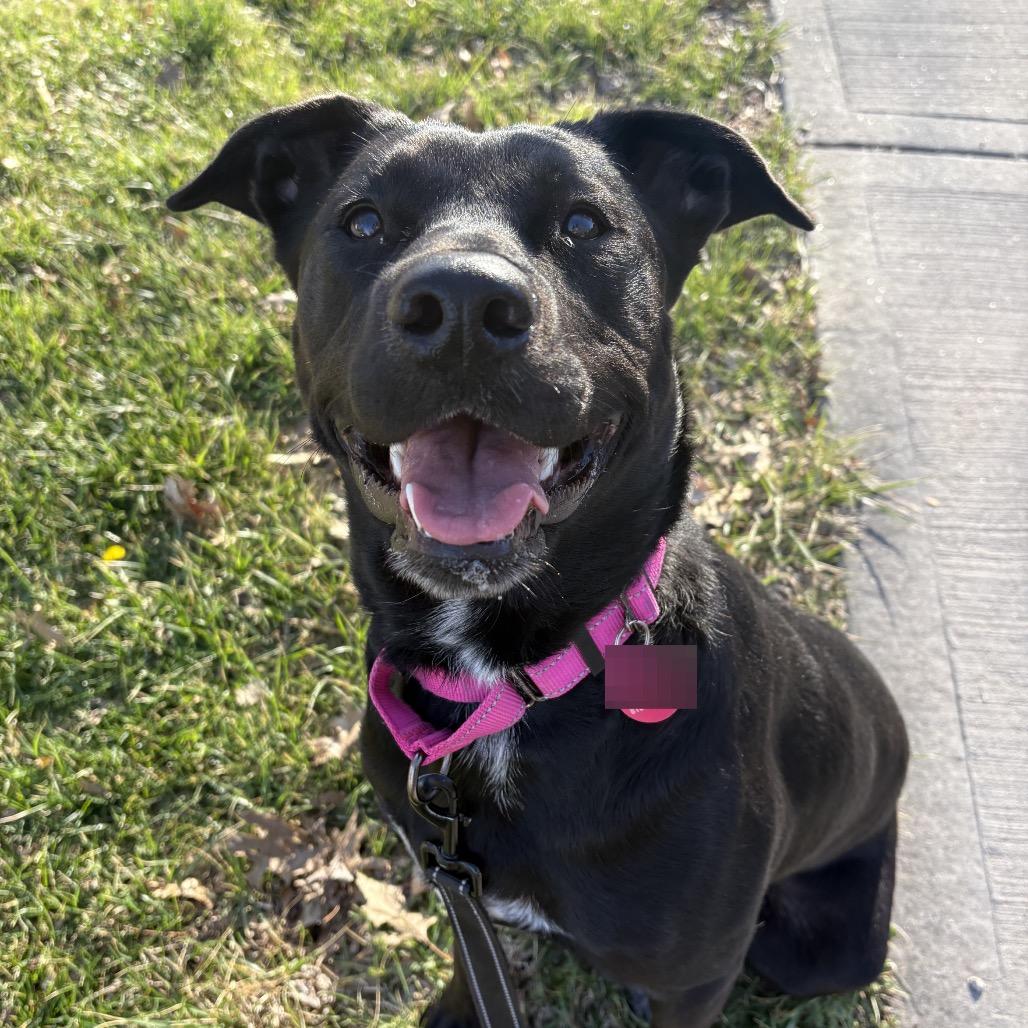 Enlarge Lola, a Adoptable mixed breed in Shawnee, KS image 2/6