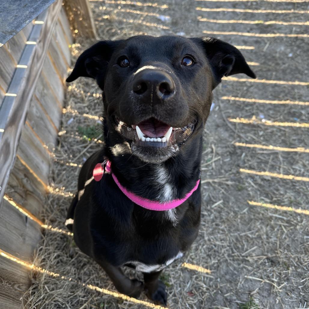 Enlarge Lola, a Adoptable mixed breed in Shawnee, KS image 3/6