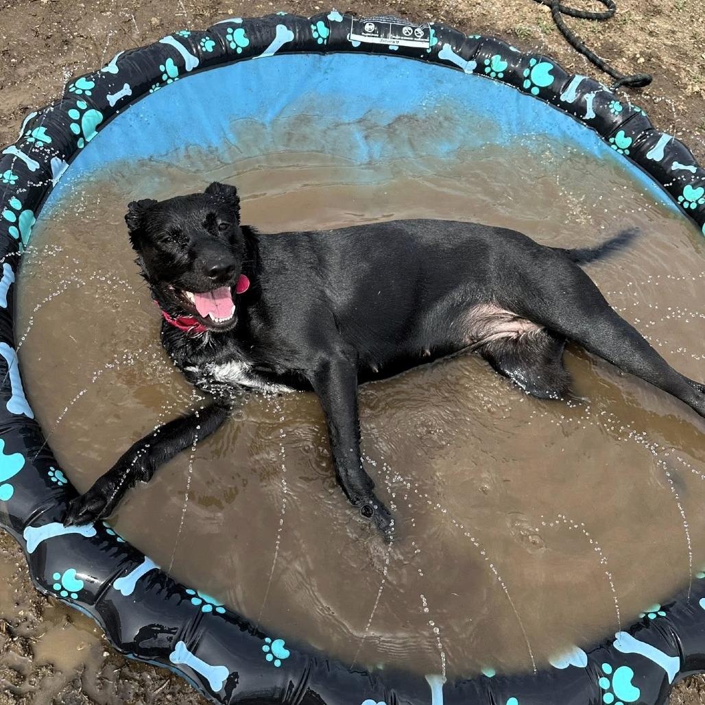 Enlarge Lola, a Adoptable mixed breed in Shawnee, KS image 4/6