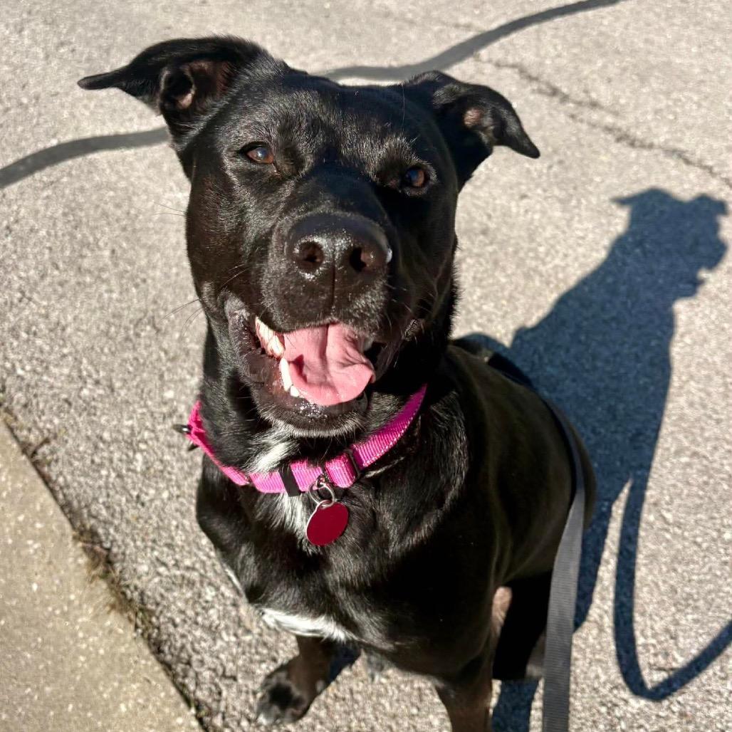 Enlarge Lola, a Adoptable mixed breed in Shawnee, KS image 5/6