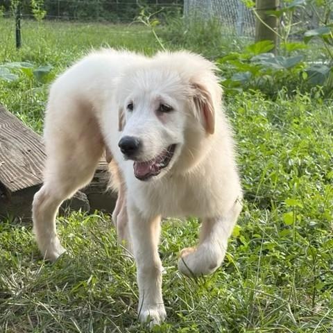 Enlarge Iceman, a ADOPTABLE mixed breed in Unionville, CT image 4/6