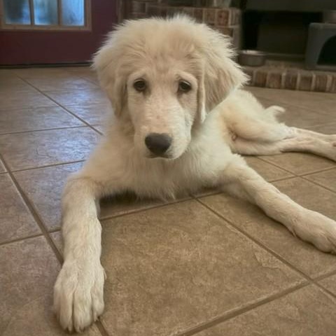 Enlarge Iceman, a ADOPTABLE mixed breed in Unionville, CT image 2/6