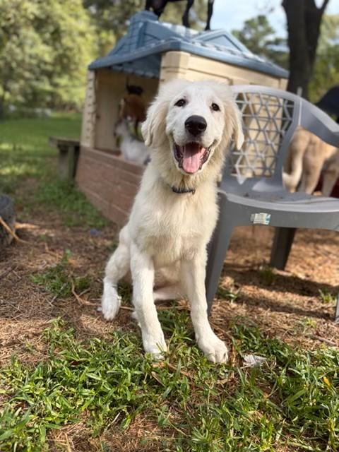 Enlarge Iceman, a ADOPTABLE mixed breed in Unionville, CT image 5/6