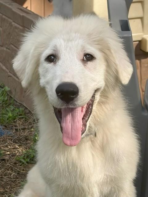 Enlarge Iceman, a ADOPTABLE mixed breed in Unionville, CT image 6/6