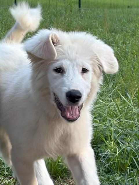 Enlarge Iceman, a ADOPTABLE mixed breed in Unionville, CT image 1/6