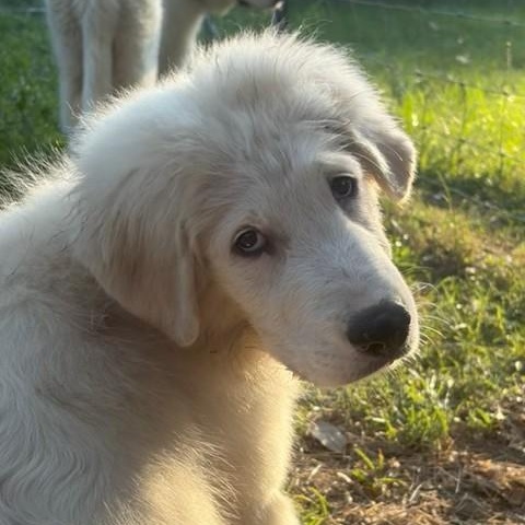 Enlarge Iceman, a ADOPTABLE mixed breed in Unionville, CT image 3/6