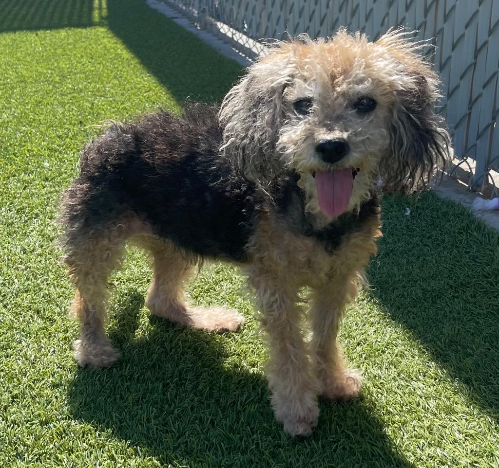 Harper (Bonded w/ Madison)
