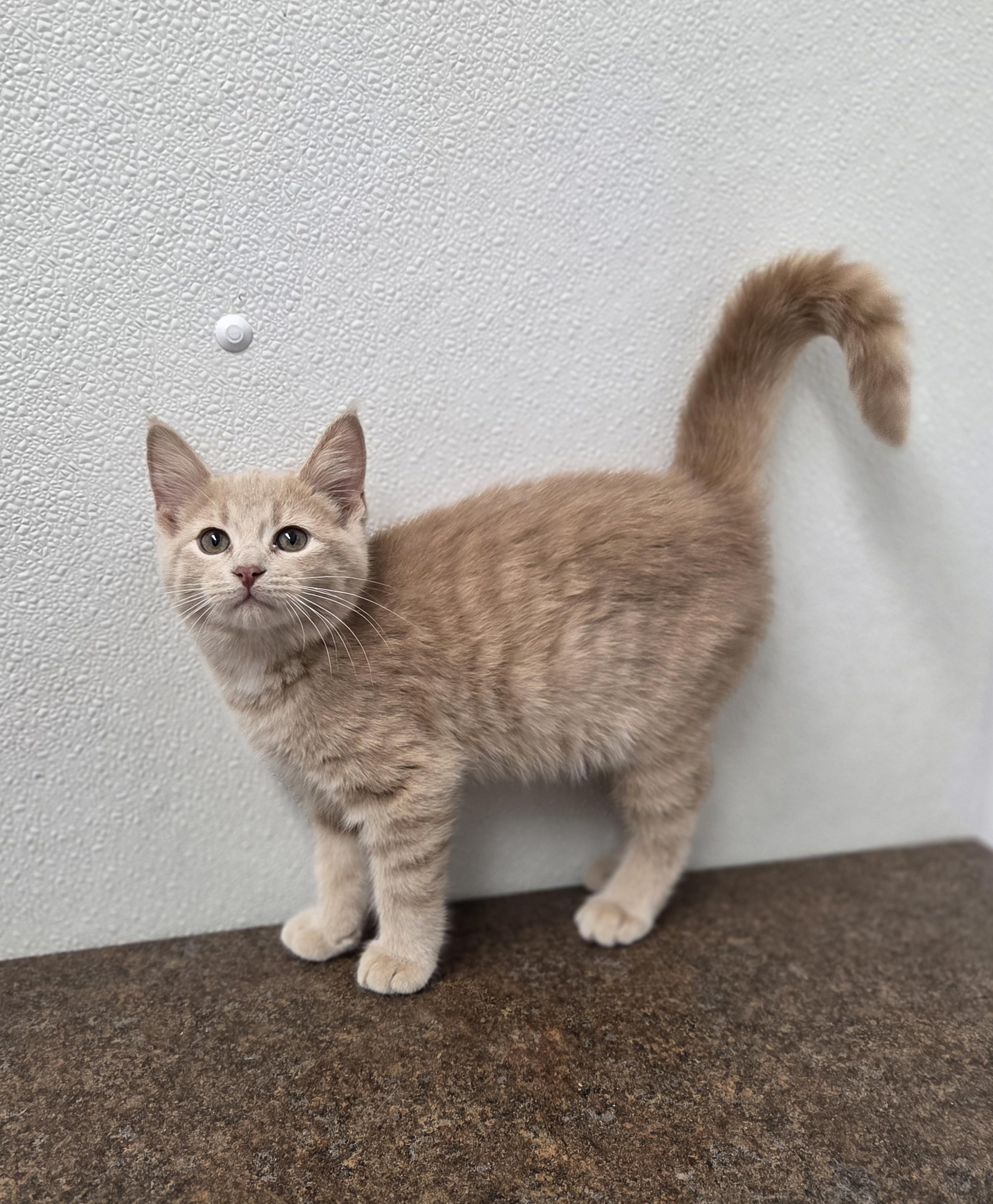 Turkey, adopted, Young Female Domestic Short Hair.