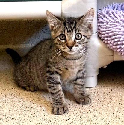 Kitten Dopey, Adopted, Kitten Male Domestic Short Hair.