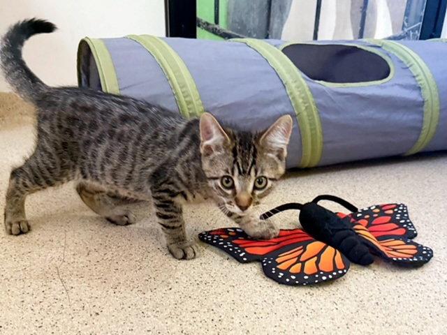 Enlarge Kitten Dopey, a Adopted Domestic Short Hair in Seal Beach, CA image 2/3