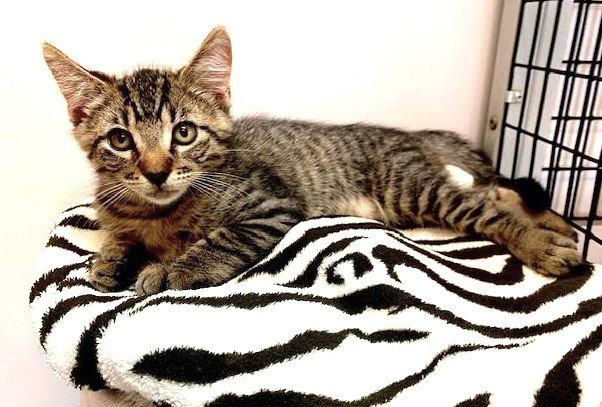 Enlarge Kitten Dopey, a Adopted Domestic Short Hair in Seal Beach, CA image 3/3