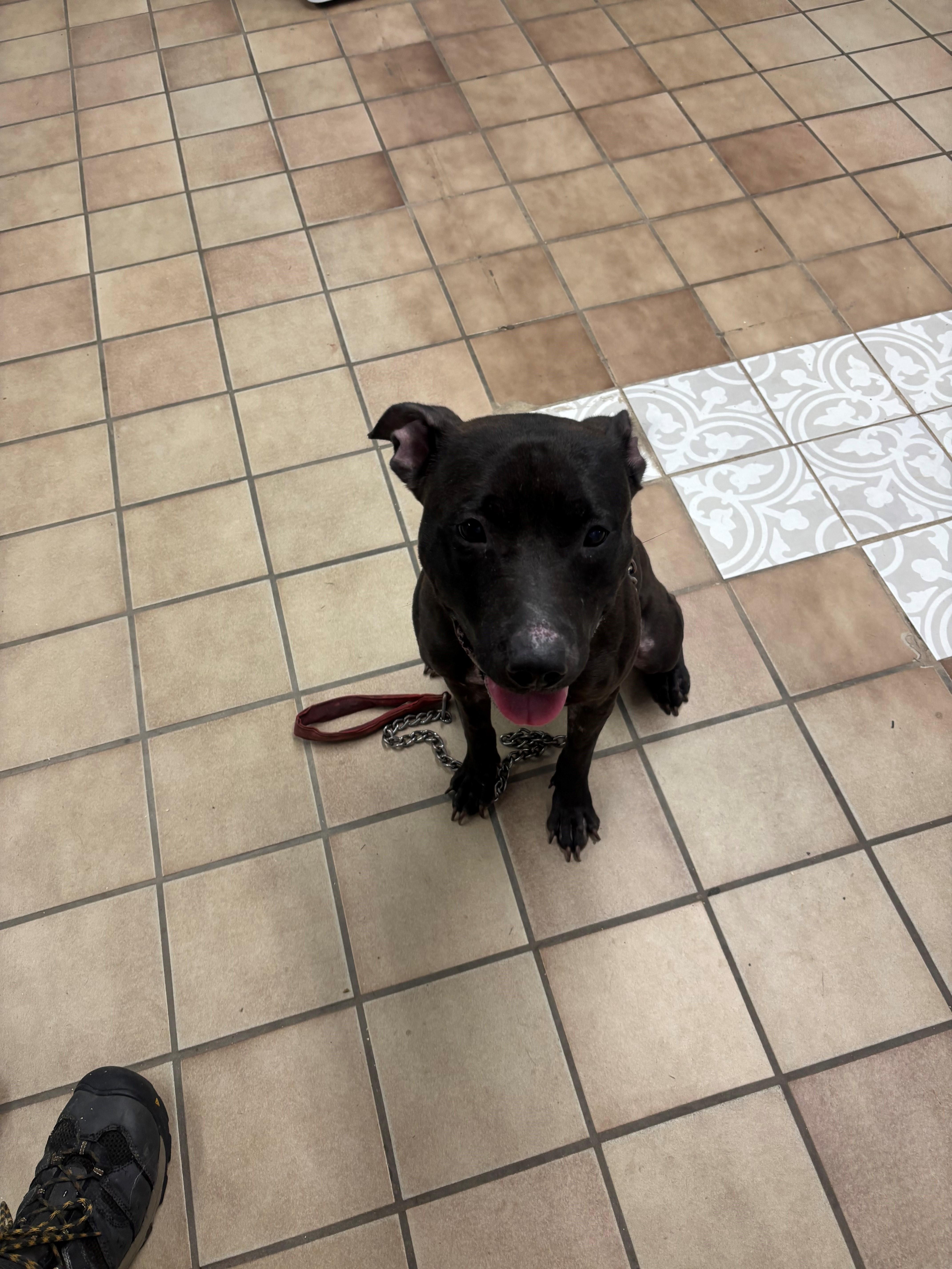 Juliet, an adopted mixed breed in Edison, NJ image 1/2
