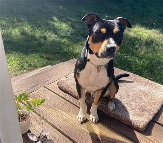 HOMER, Adoptable, Young Male Pit Bull Terrier & Mixed Breed.