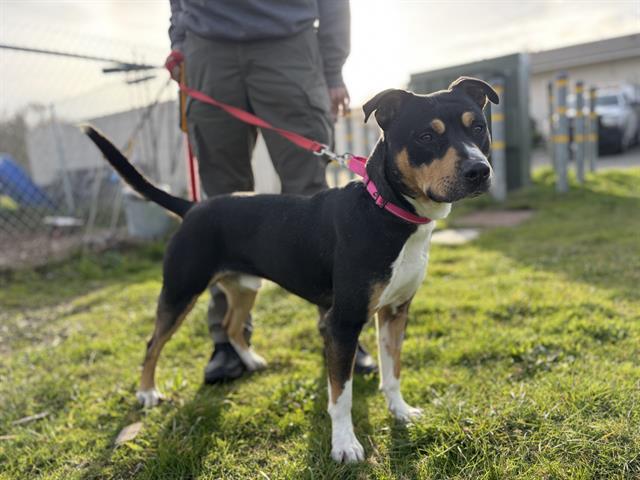 HOMER, Adoptable, Young Male Pit Bull Terrier & Mixed Breed.