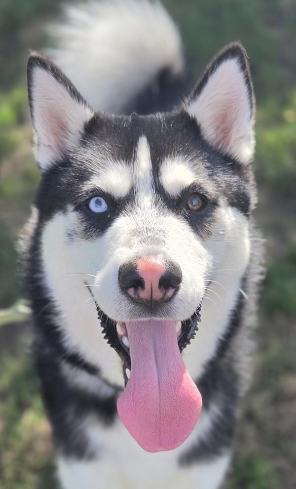Enlarge Cormac, a Adoptable mixed breed in Salem, OR image 1/1