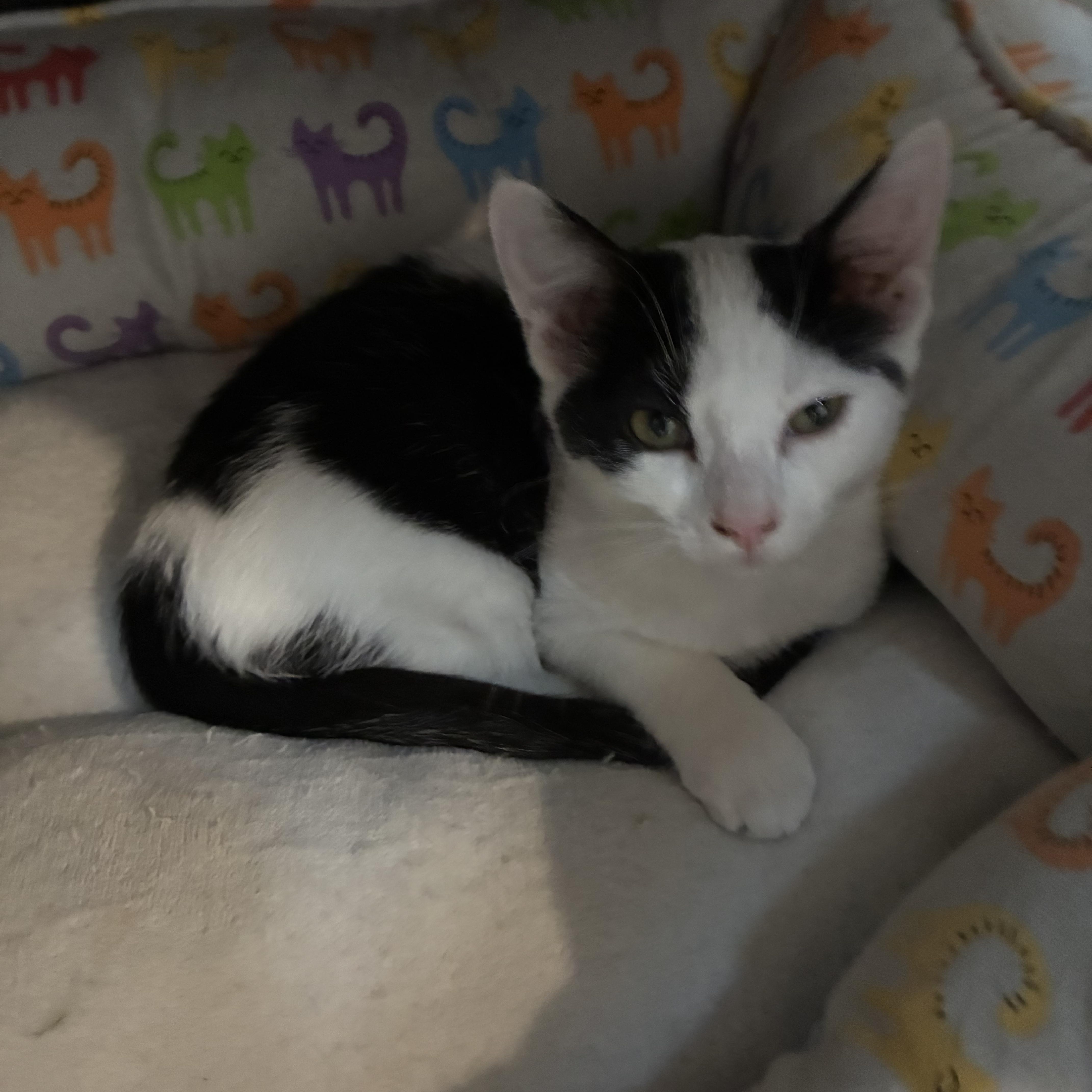 Spock, a ADOPTABLE mixed breed in Bonners Ferry, ID image 2/3