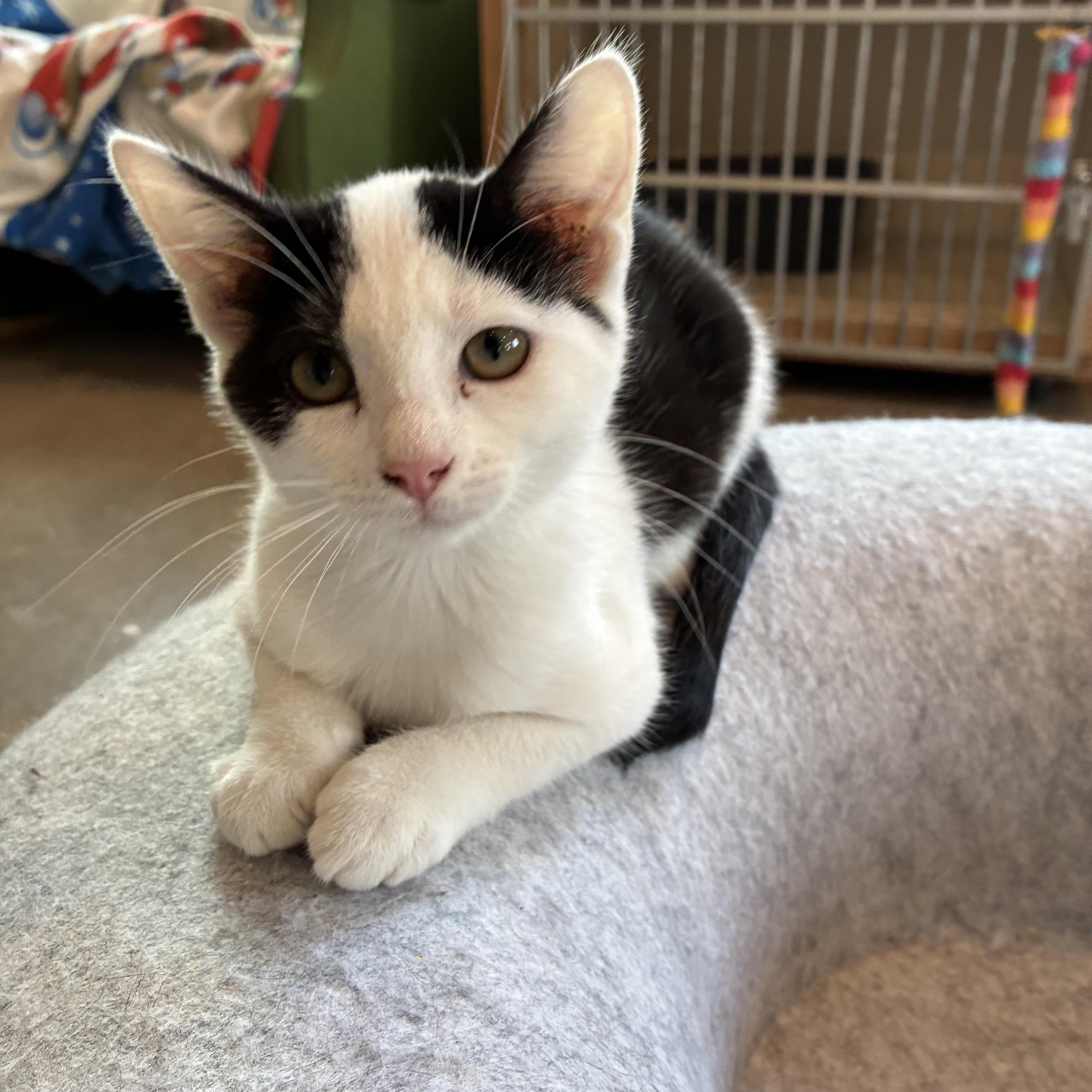 Spock, a ADOPTABLE mixed breed in Bonners Ferry, ID image 3/3