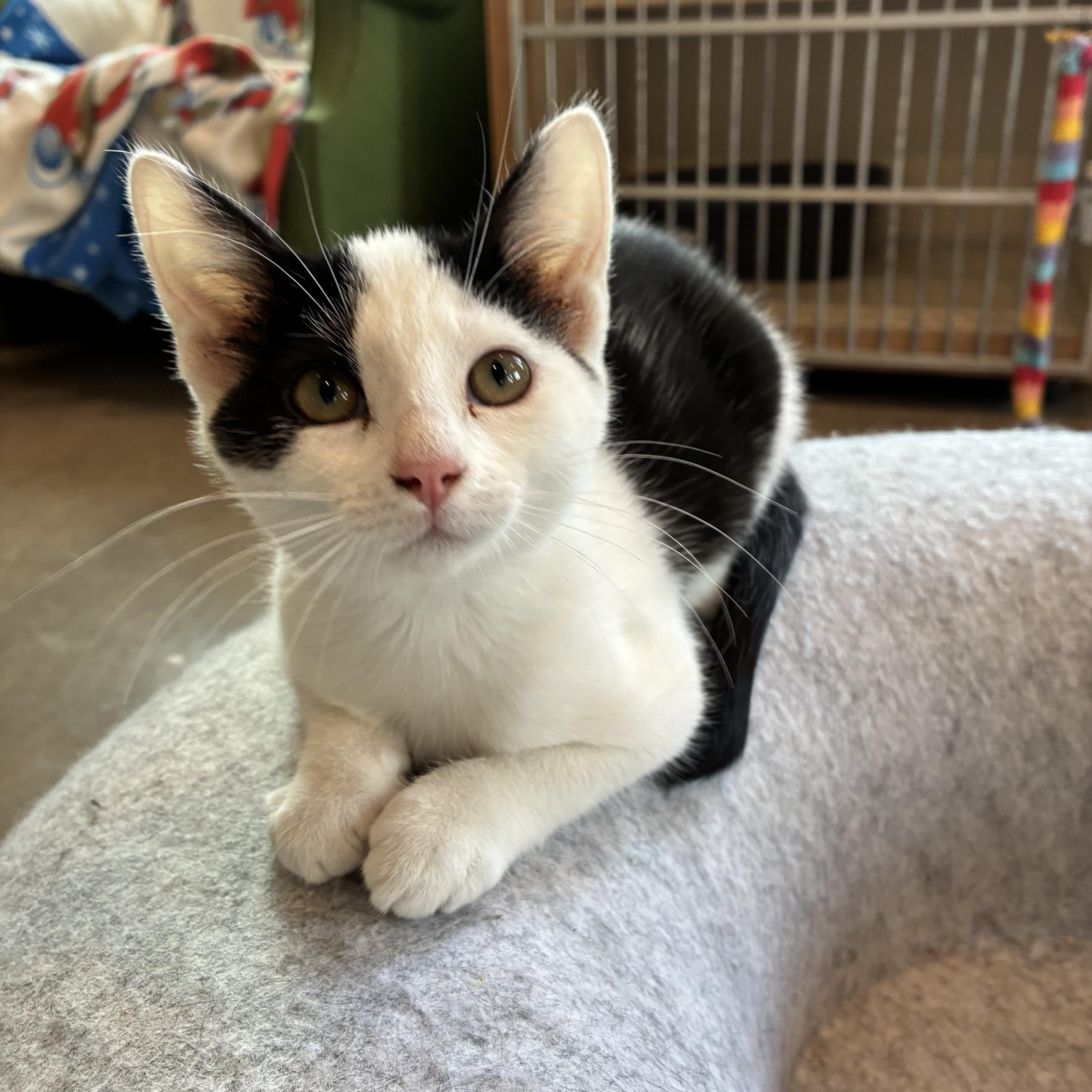Spock, ADOPTABLE, Kitten Female Calico.