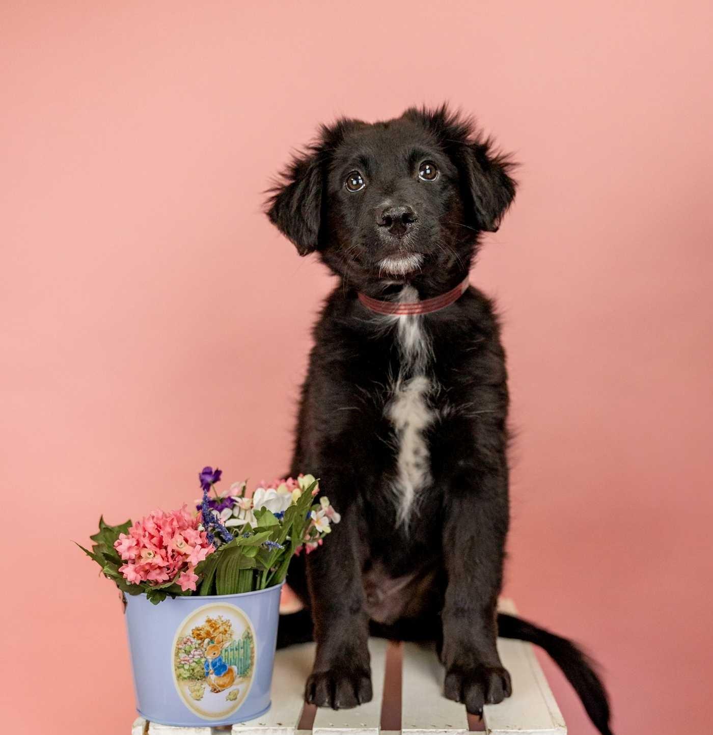 253-26, adopted, Puppy Male Shepherd.