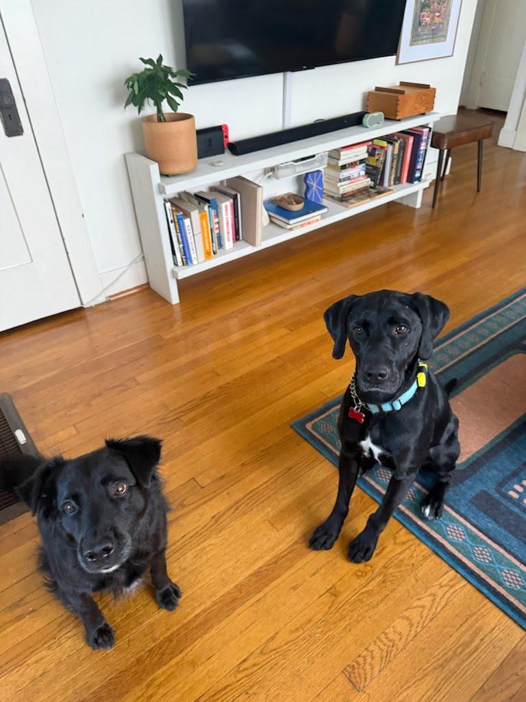 Chase, Adoptable, Adult Male Labrador Retriever.