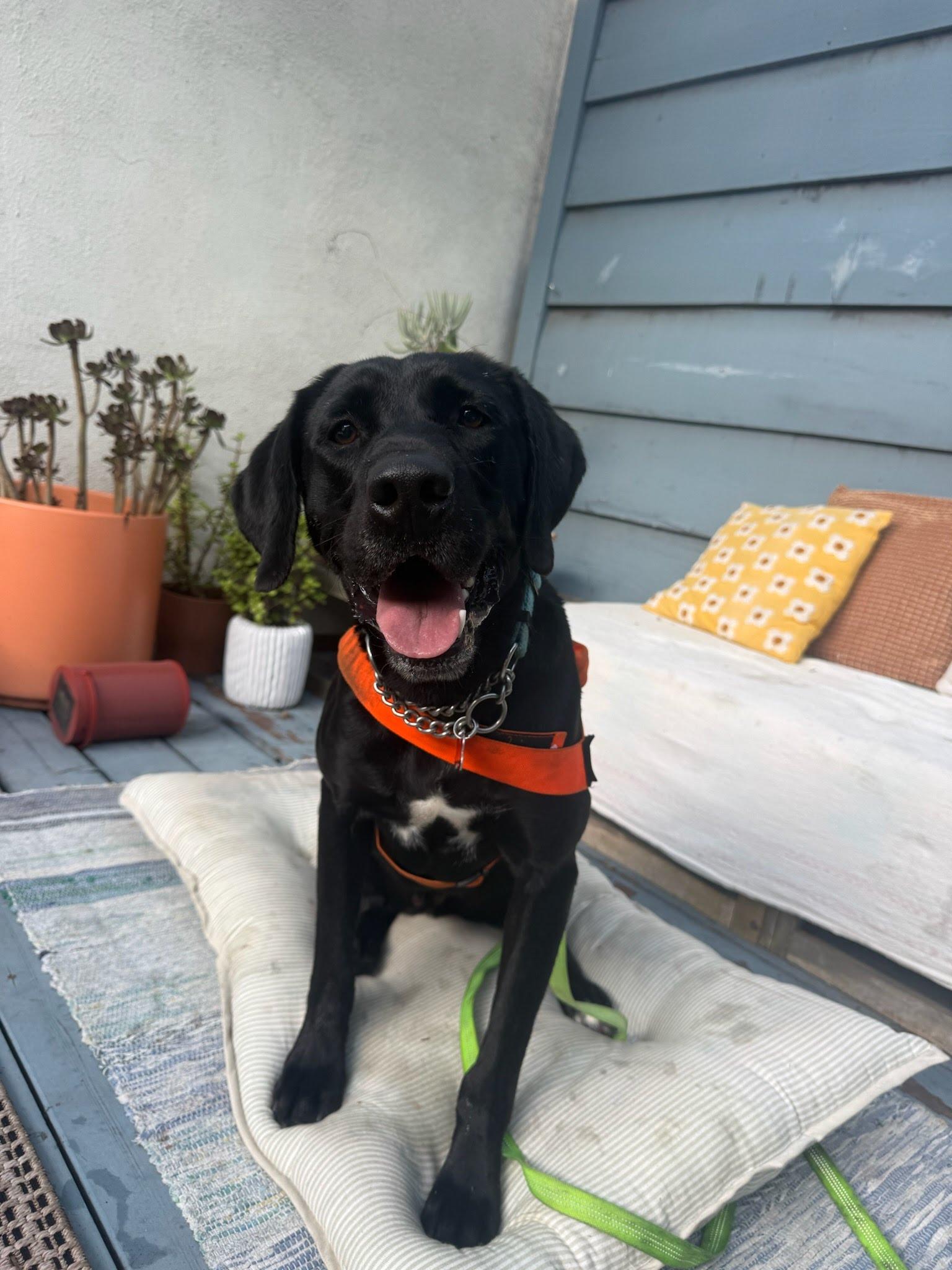 Enlarge Chase, a Adoptable Labrador Retriever in San Diego, CA image 2/3