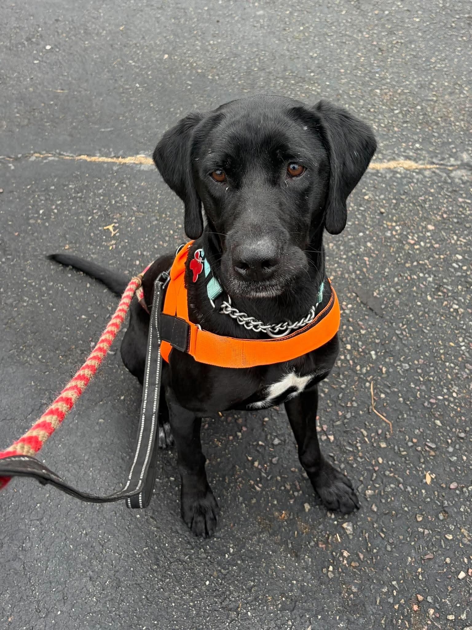 Chase, Adoptable, Adult Male Labrador Retriever.