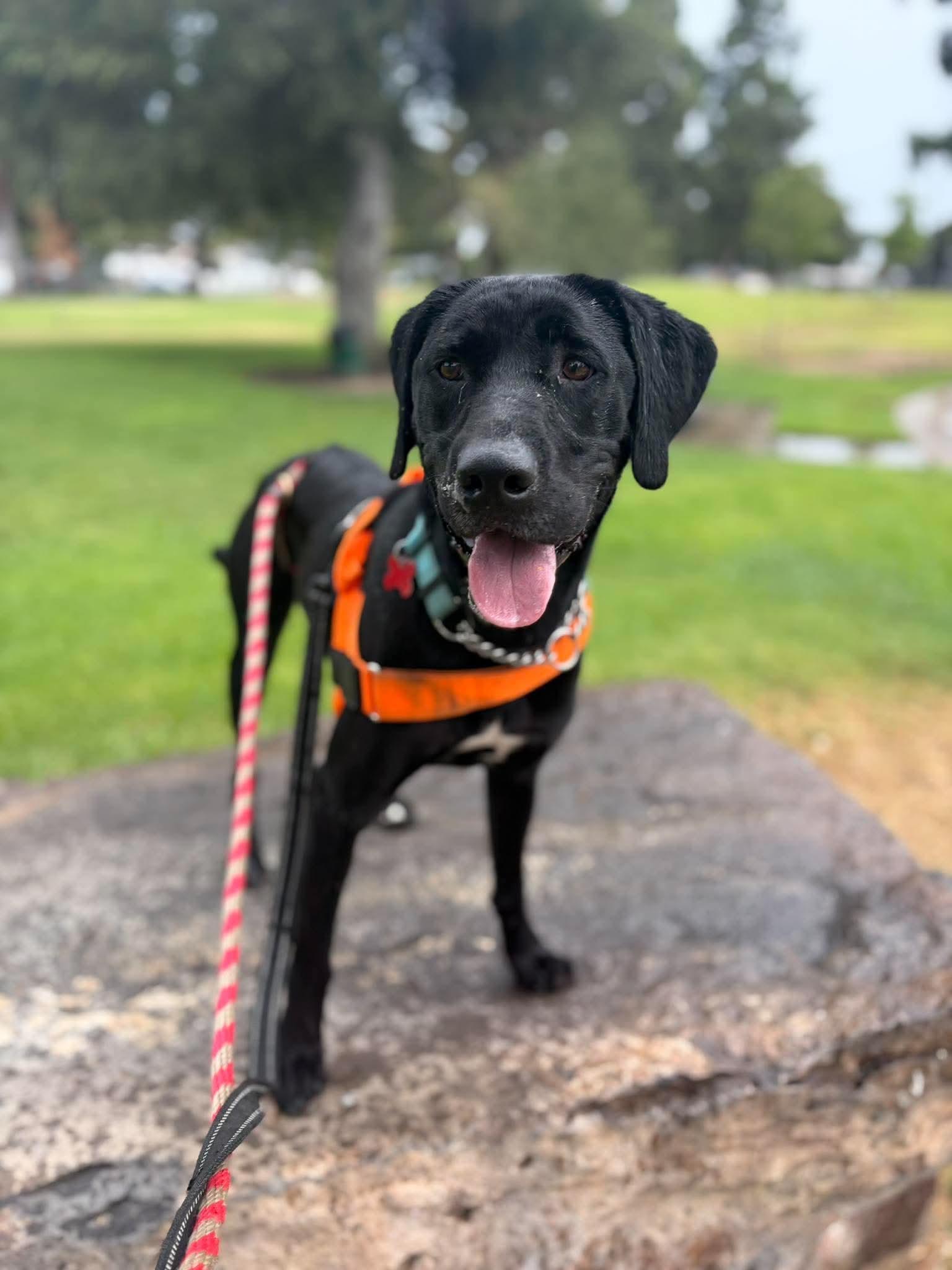 Enlarge Chase, a Adoptable Labrador Retriever in San Diego, CA image 2/3