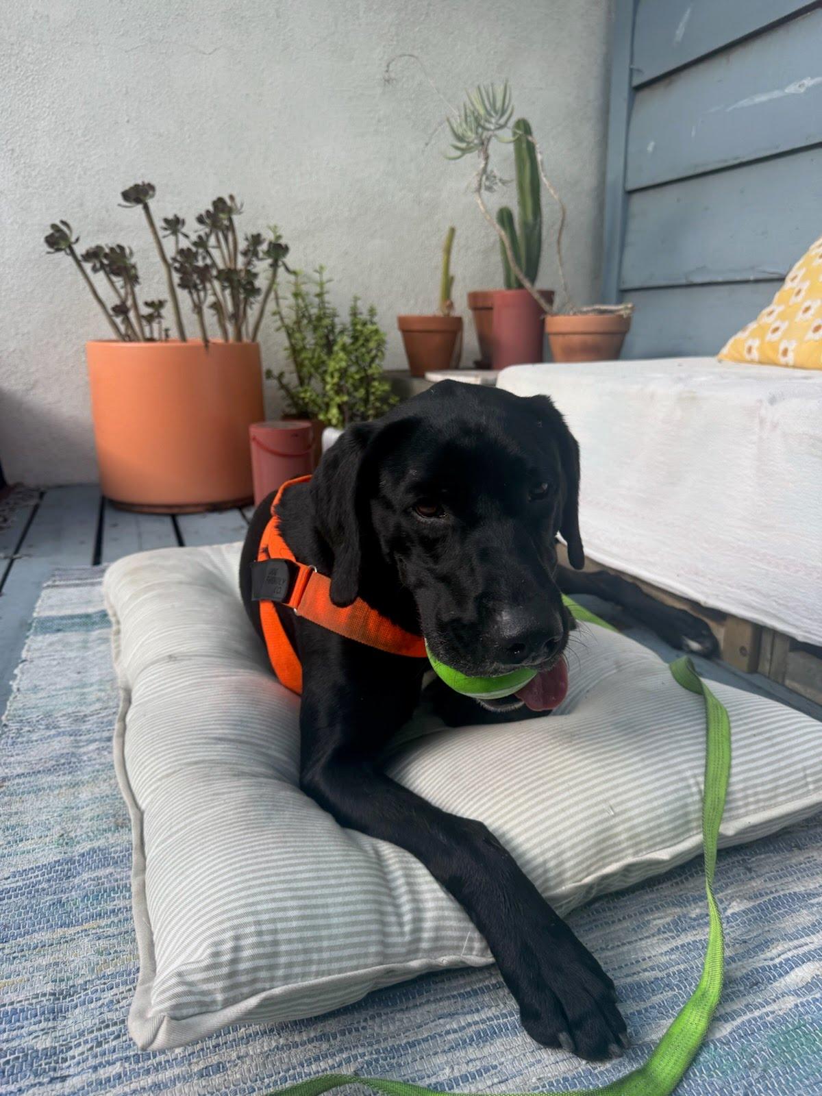 Enlarge Chase, a Adoptable Labrador Retriever in San Diego, CA image 3/3