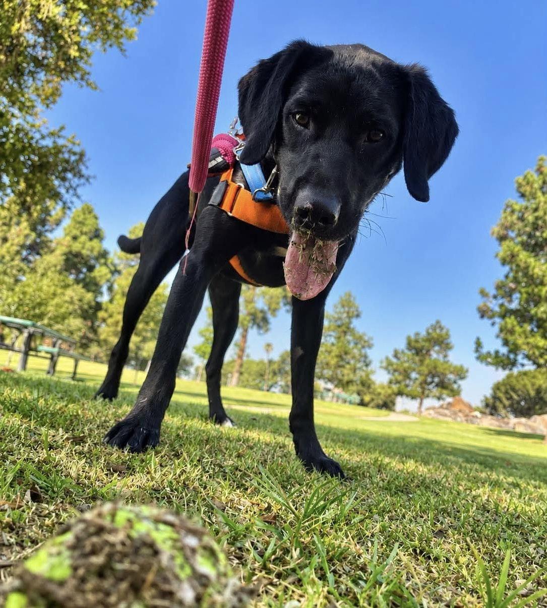 Enlarge Chase, a Adoptable Labrador Retriever in San Diego, CA image 3/3