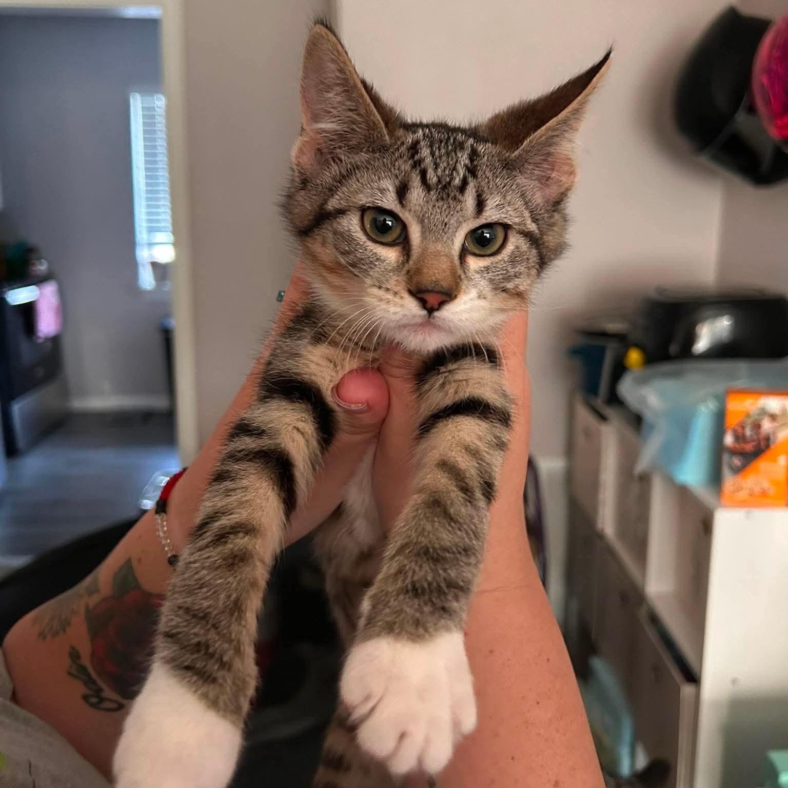 Sassy (Tara-fostered in New England), Adoptable, Kitten Female Domestic Short Hair & Tabby.