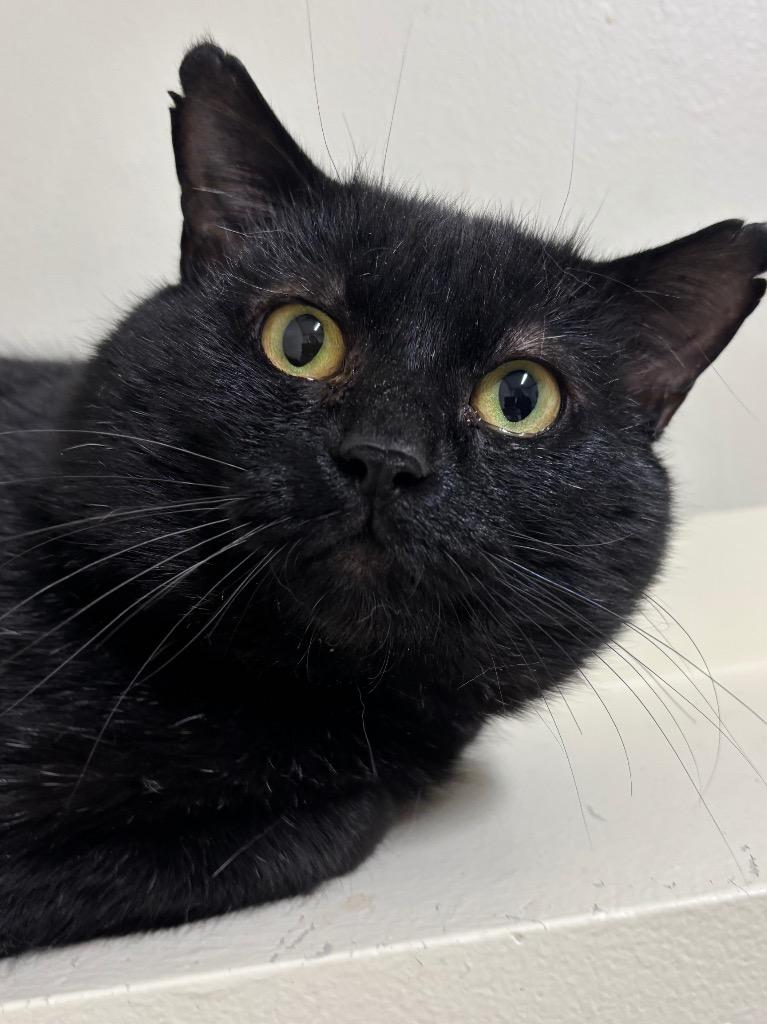 Enlarge Bigsby, a Adoptable mixed breed in Fall River, MA image 1/6