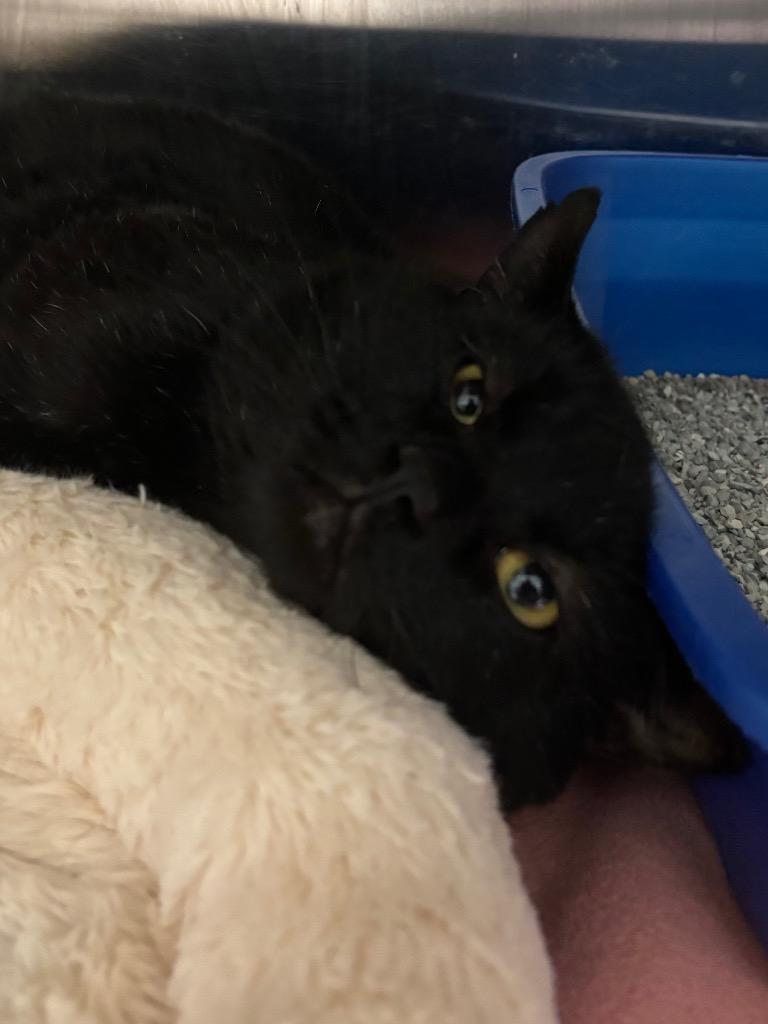 Enlarge Bigsby, a Adoptable mixed breed in Fall River, MA image 3/6