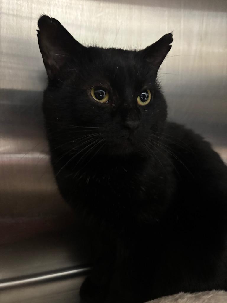 Enlarge Bigsby, a Adoptable mixed breed in Fall River, MA image 4/6