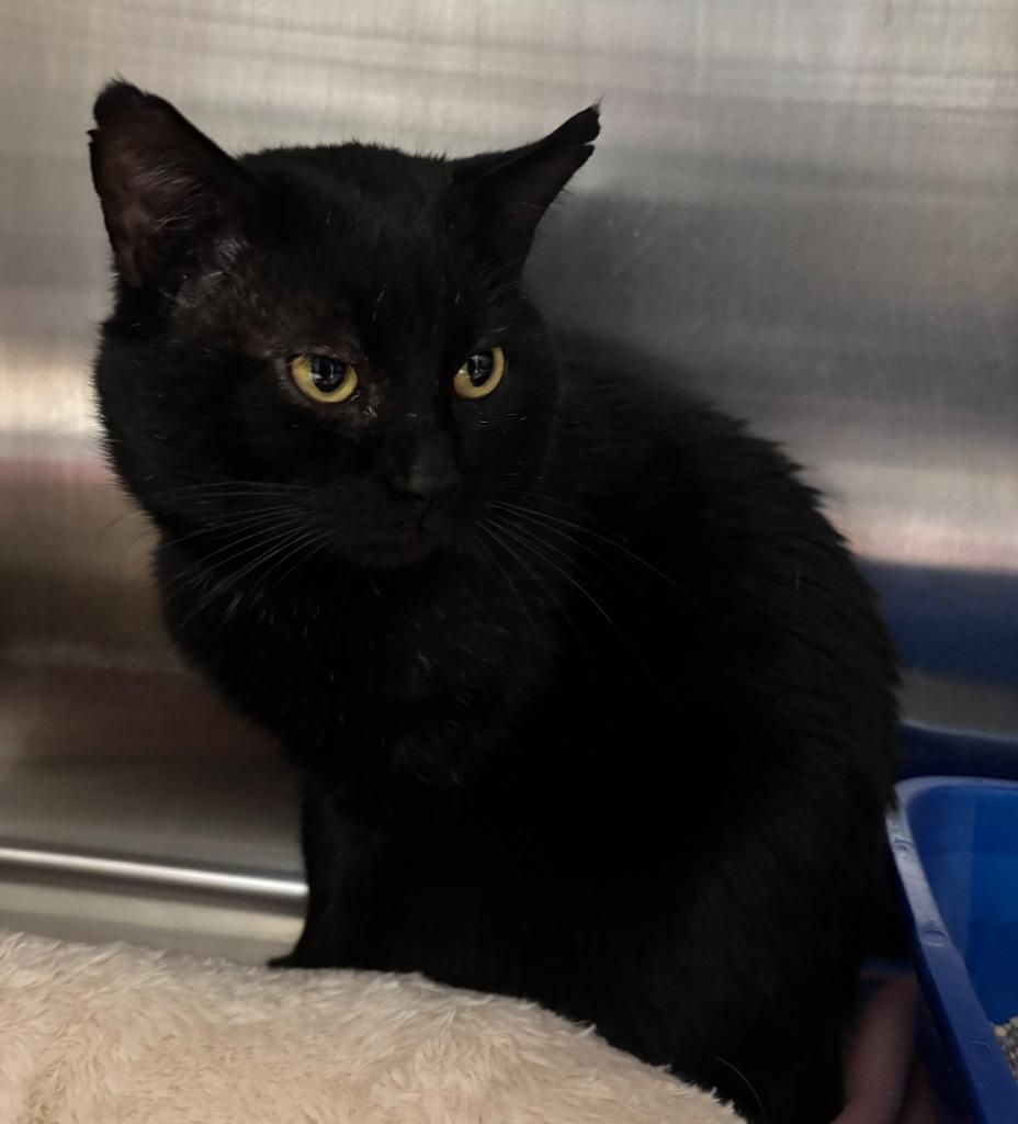 Enlarge Bigsby, a Adoptable mixed breed in Fall River, MA image 5/6