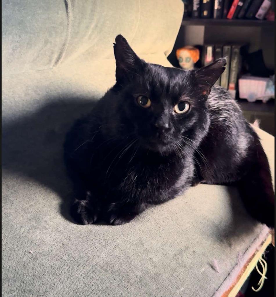 Enlarge Bigsby, a Adoptable mixed breed in Fall River, MA image 1/1