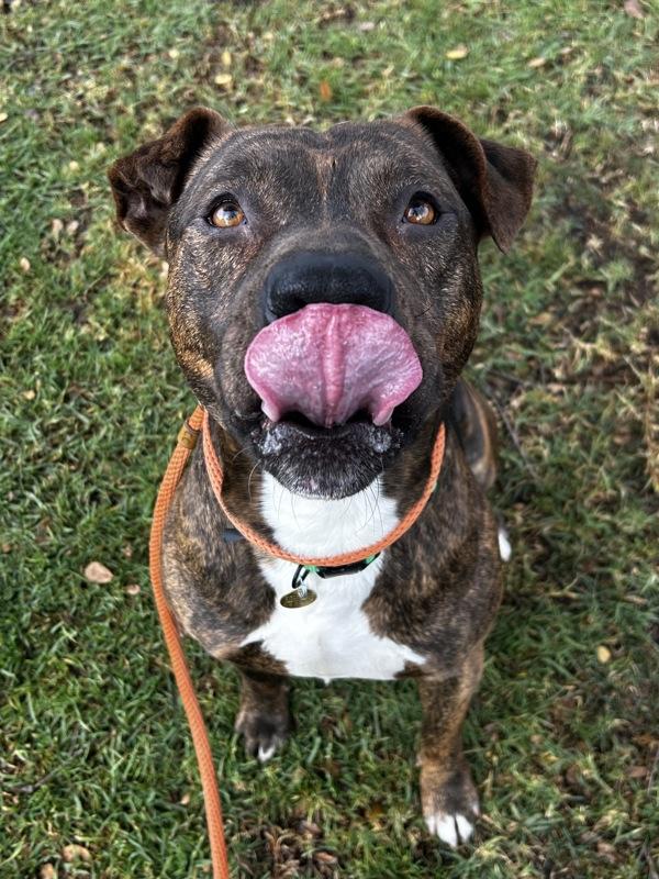 Enlarge Benetton, a Adoptable mixed breed in Oakland, CA image 1/2