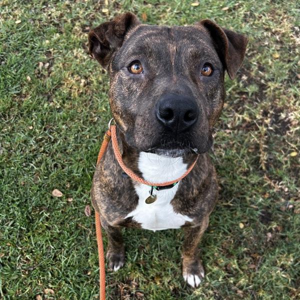 Enlarge Benetton, a Adoptable mixed breed in Oakland, CA image 2/2