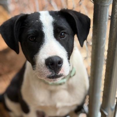 Enlarge Benji, a Adoptable mixed breed in Delta, AL image 1/1