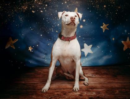 Honey, Adoptable, Adult Female Pit Bull Terrier & Mixed Breed.
