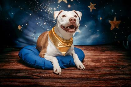 Enlarge Honey, a Adoptable mixed breed in Kingwood, TX image 2/3