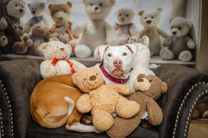 Enlarge Honey, a Adoptable mixed breed in Kingwood, TX image 3/3