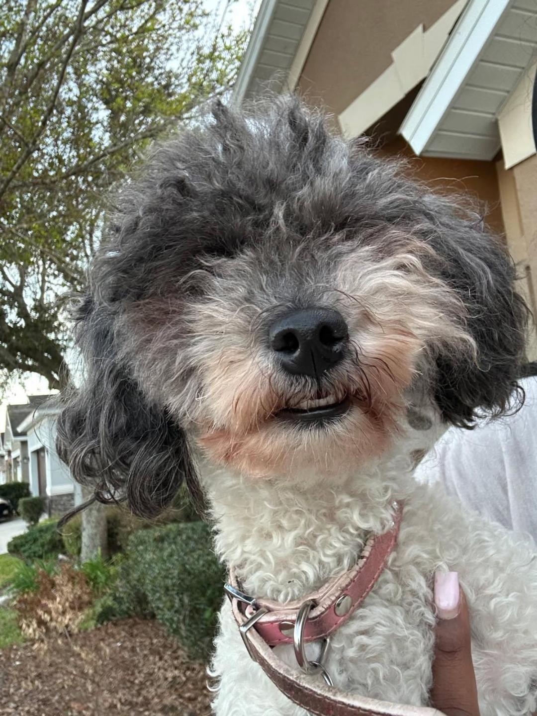 Enlarge Diamond-maltipoo, a Adopted mixed breed in Rootstown, OH image 1/2
