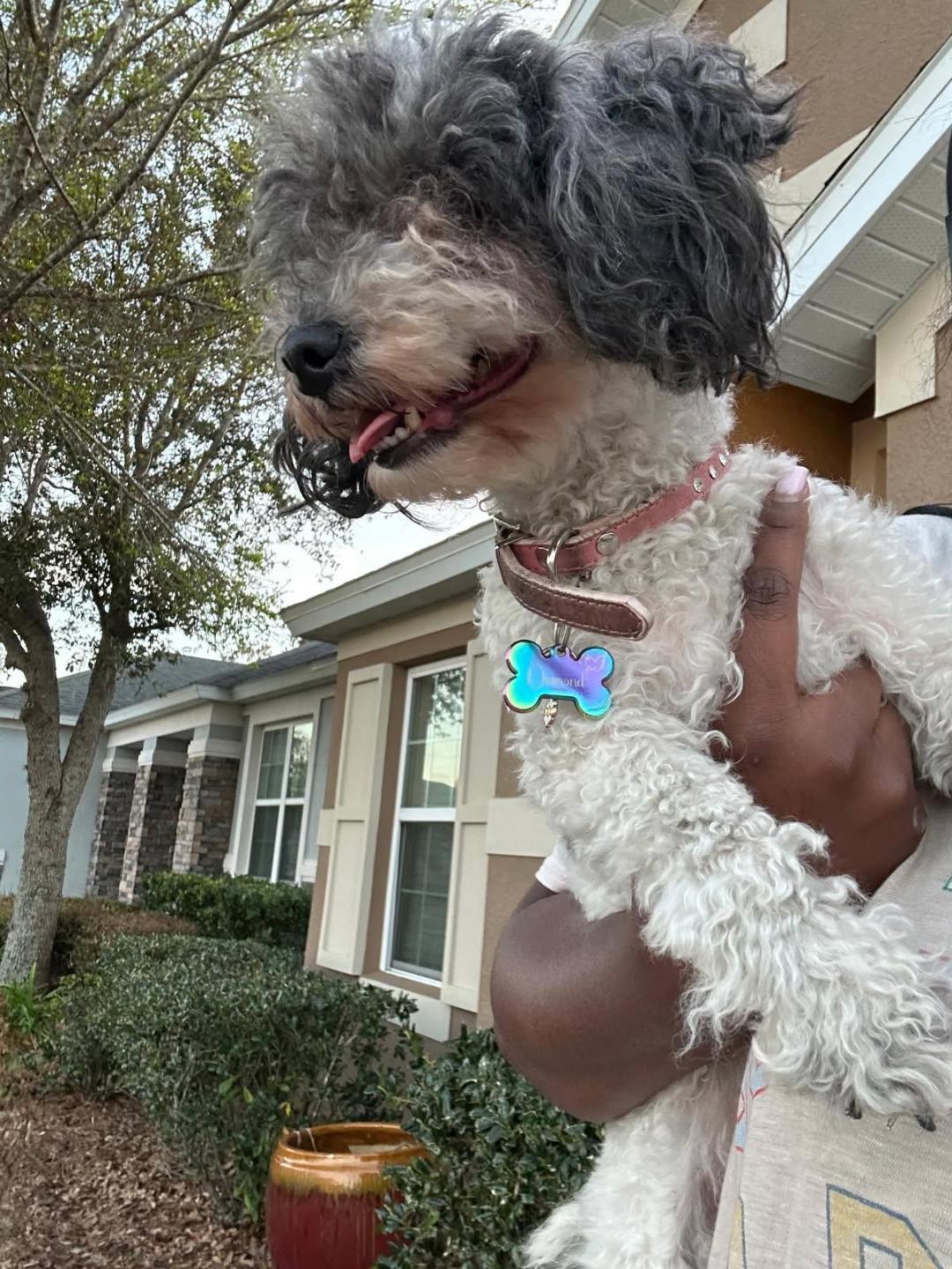 Enlarge Diamond-maltipoo, a Adopted mixed breed in Rootstown, OH image 2/2