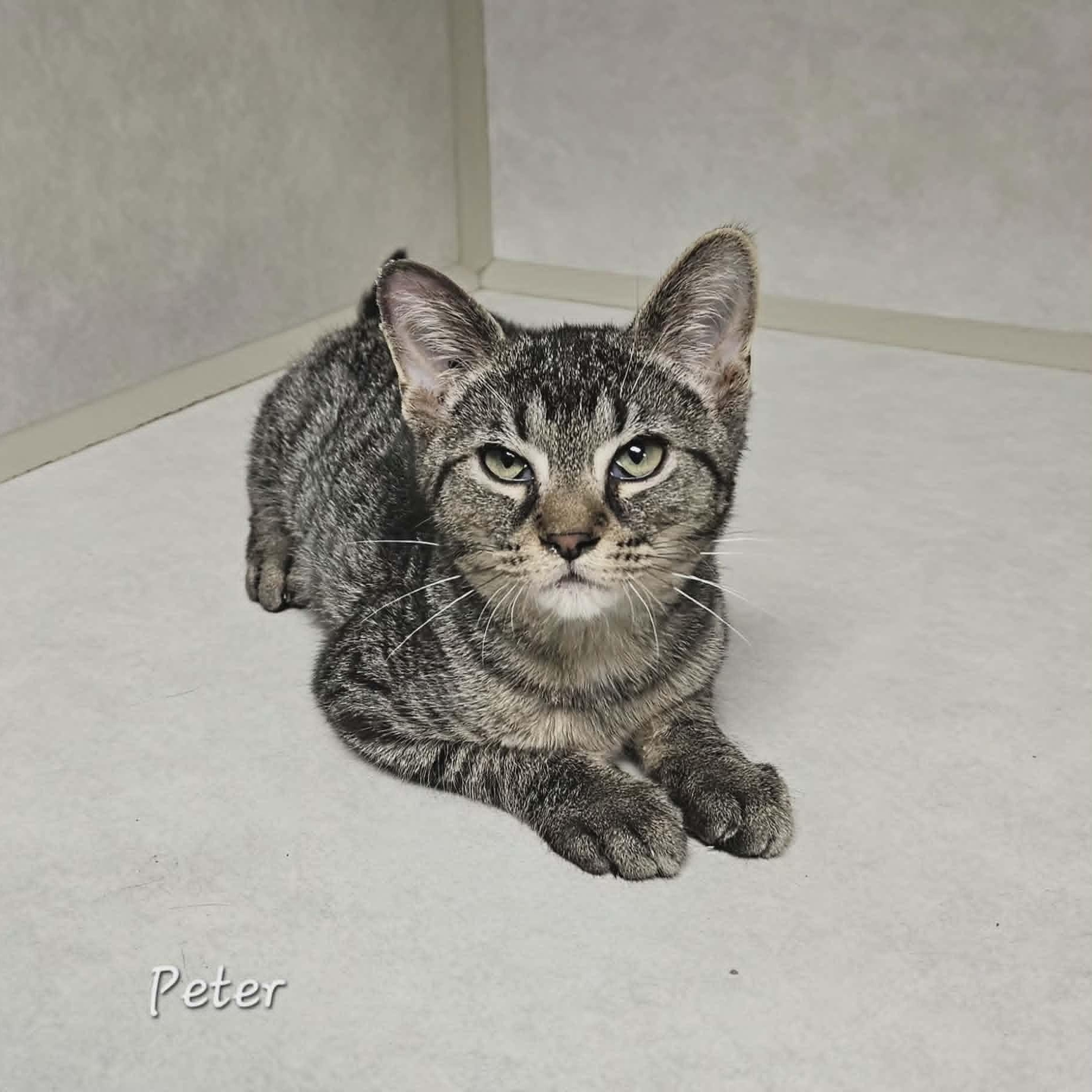 Enlarge Peter, a Adoptable Domestic Short Hair in Wapakoneta, OH image 3/6