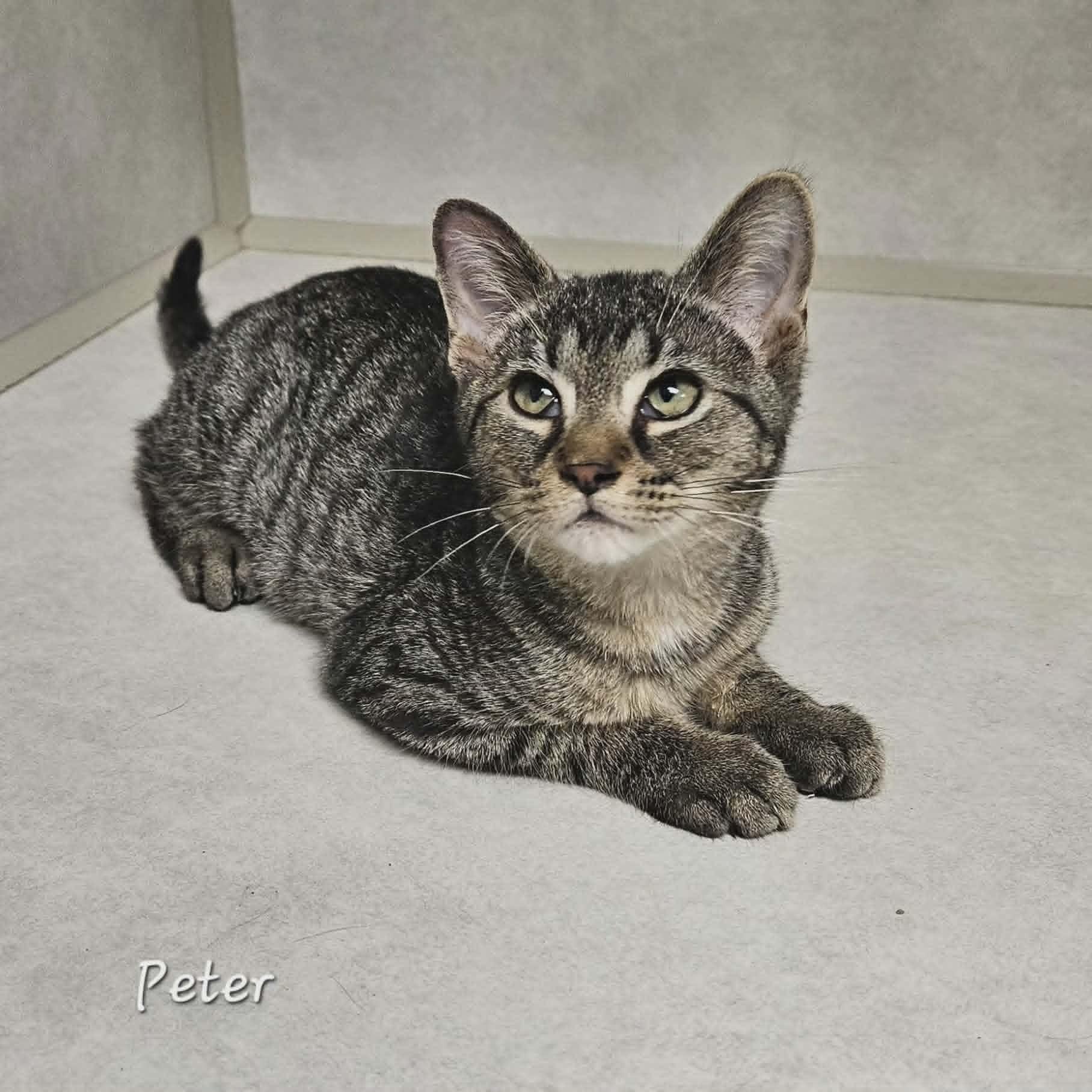 Enlarge Peter, a Adoptable Domestic Short Hair in Wapakoneta, OH image 4/6