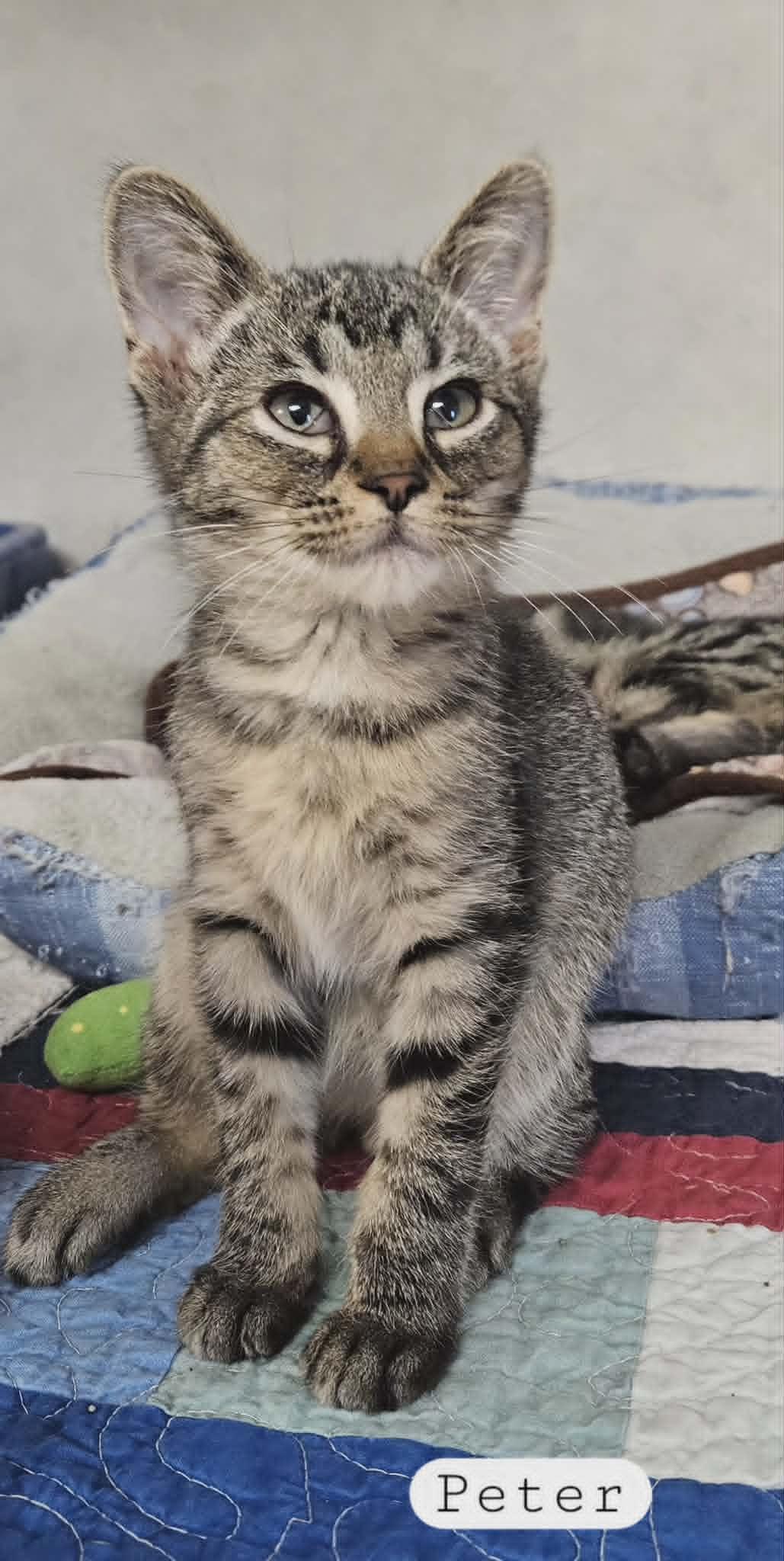 Enlarge Peter, a Adoptable Domestic Short Hair in Wapakoneta, OH image 5/6