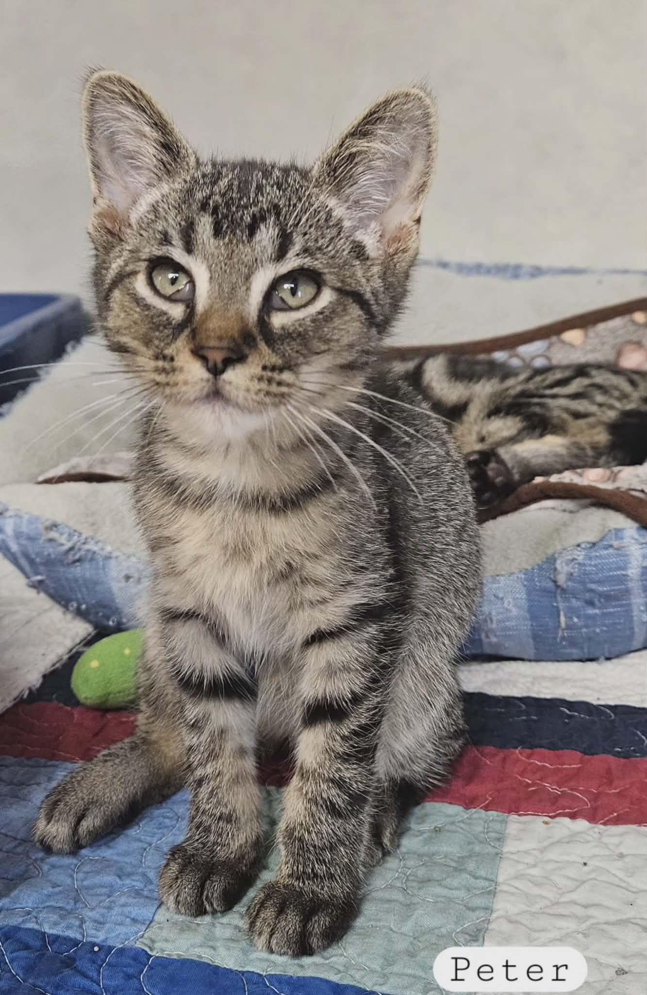 Enlarge Peter, a Adoptable Domestic Short Hair in Wapakoneta, OH image 6/6